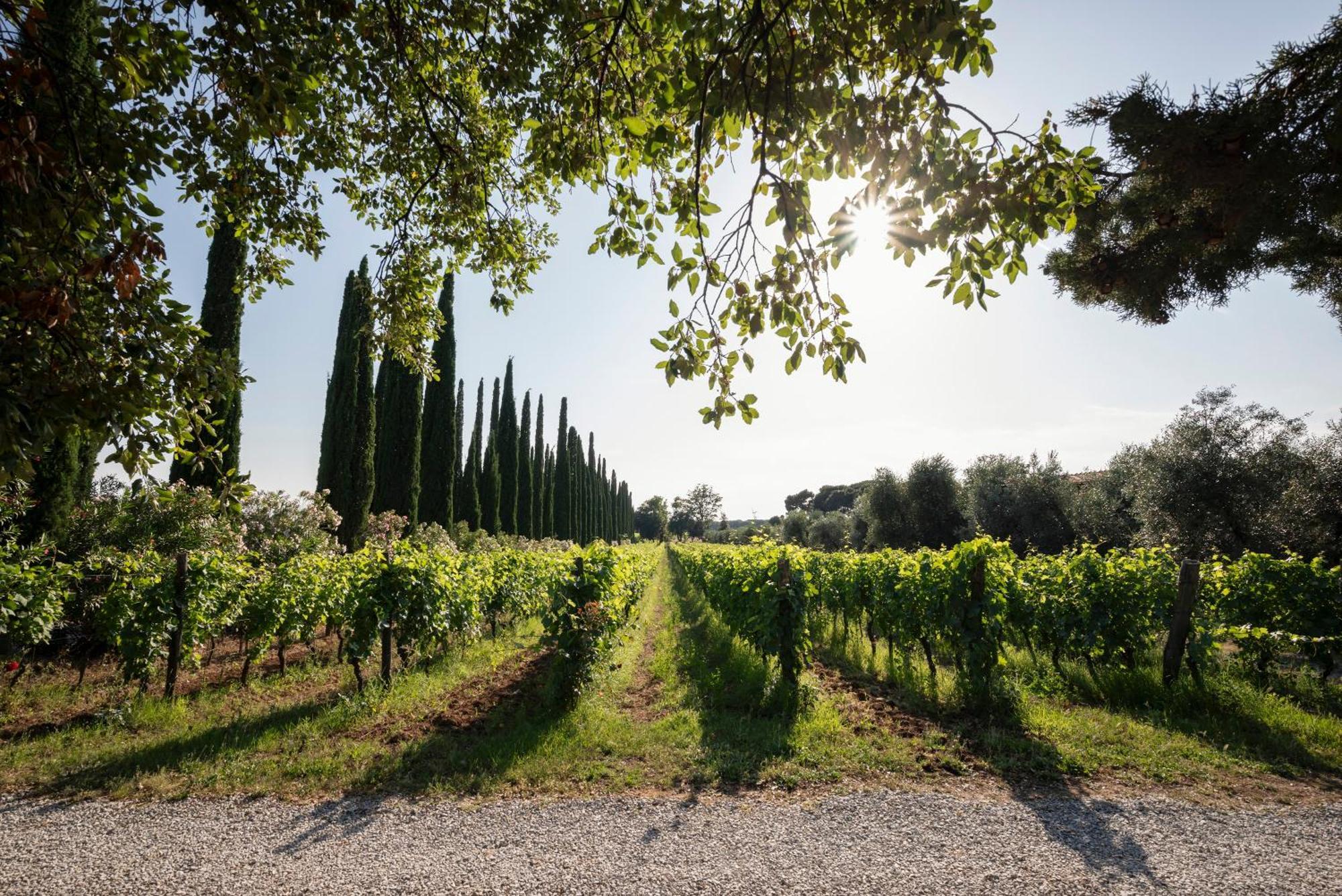 Agriturismo Tra Gli Ulivi, Chiappini Winery Bolgheri Exteriér fotografie