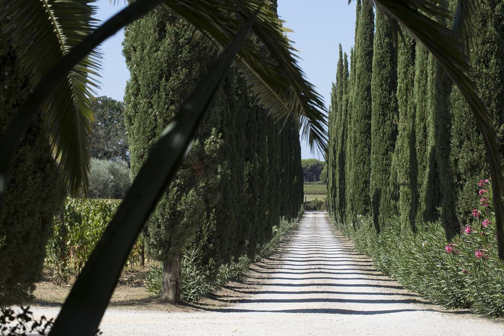 Agriturismo Tra Gli Ulivi, Chiappini Winery Bolgheri Exteriér fotografie