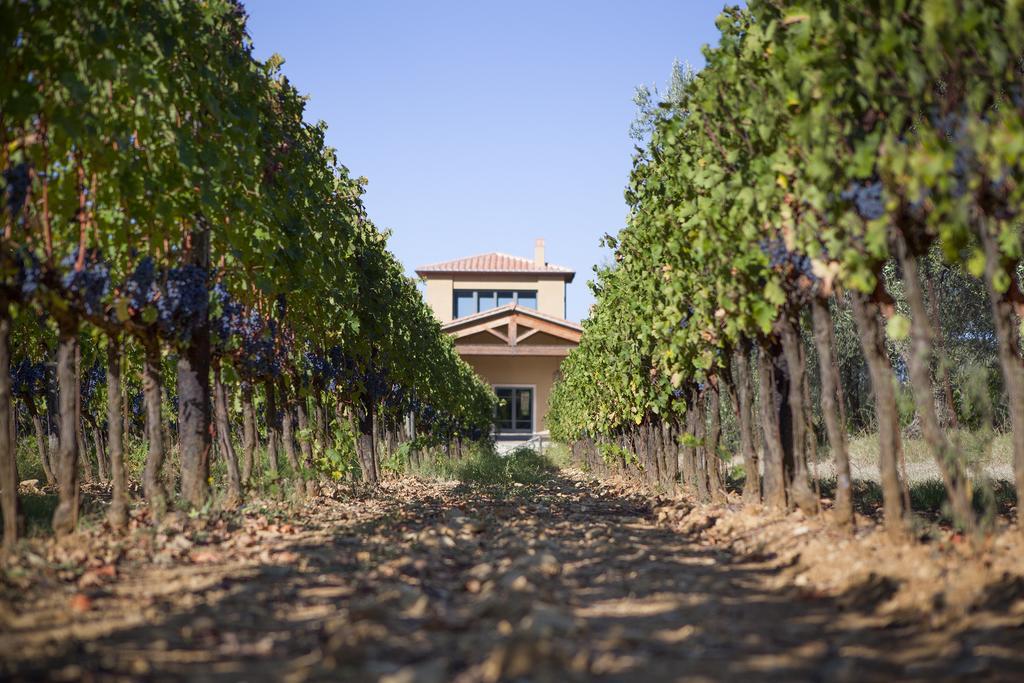 Agriturismo Tra Gli Ulivi, Chiappini Winery Bolgheri Exteriér fotografie